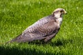 The lanner falcon, Falco biarmicus in a german nature park Royalty Free Stock Photo