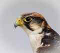 The lanner falcon, Falco biarmicus