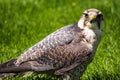 The lanner falcon, Falco biarmicus in a german nature park Royalty Free Stock Photo