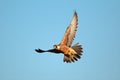 Lanner falcon in flight Royalty Free Stock Photo