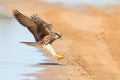 Lanner Falcon in flight landing near water