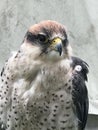 Lanner falcon has his beady eye on you Royalty Free Stock Photo