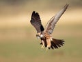 Lanner falcon landing Royalty Free Stock Photo