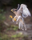 Lanner Falcon Royalty Free Stock Photo