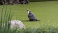 The lanner falcon, a medium-sized bird of prey Royalty Free Stock Photo