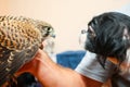 Lanner falcon and pekingese dog Royalty Free Stock Photo