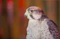 Lanner falcon perched Royalty Free Stock Photo