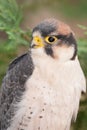 Lanner Falcon Perched Royalty Free Stock Photo