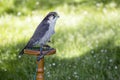 Lanner falcon perched on trespole Royalty Free Stock Photo