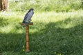Lanner falcon perched on trespole Royalty Free Stock Photo