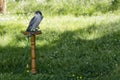Lanner falcon perched on trespole Royalty Free Stock Photo