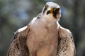 Lanner Falcon Raptor Bird Royalty Free Stock Photo