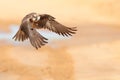 Lanner Falcon take off Royalty Free Stock Photo