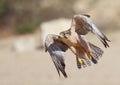 Lanner Falcon taking off in the Kalahari