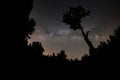 Milky Way and tree on the Beskydy mountains in Czech Republic.