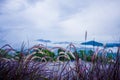 Lanscape purple grass and mountain