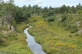 Lanscape river through woods with Wildflowers