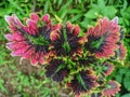 lanscape shot of a coleus plant