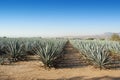 Lanscape tequila mexico Royalty Free Stock Photo