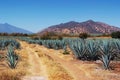 Lanscape tequila mexico Royalty Free Stock Photo