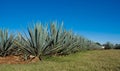 Lanscape tequila mexico Royalty Free Stock Photo