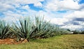 Lanscape tequila mexico Royalty Free Stock Photo