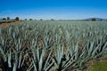 Lanscape tequila mexico Royalty Free Stock Photo