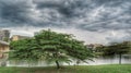 Landscape view at Lakeside Putrajaya Presint 8, big tree at the lake Royalty Free Stock Photo