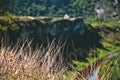 Lanscapes green grass nature rivers Royalty Free Stock Photo