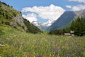 LANSLEVILLARD, FRANCEÃÂ : Landscape with colorful flowers in the foreground, Vanoise National Park, Northern Alps