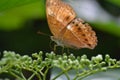 Lant, butterfly, insect, flower, garden, nature, decorative, season, clean, new, environment, blossom, animal, shiny, nymphalidae Royalty Free Stock Photo