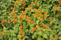 Lantana