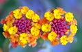 Lantana