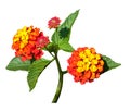 Lantana