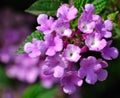 Lantana