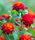 Lantana