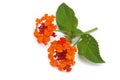 Lantana