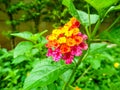 lantana beauty colorful magenta yellow flower bloom Royalty Free Stock Photo