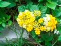 lantana beauty colorful white and yellow flower bloom Royalty Free Stock Photo