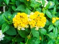 lantana beauty colorful white and yellow flower bloom Royalty Free Stock Photo