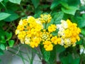 lantana beauty colorful white and yellow flower bloom Royalty Free Stock Photo