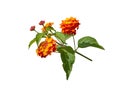 Lantana bright yellow orange flowers isolated on white Royalty Free Stock Photo