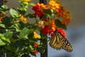 Profile of Monarch Butterfly Pollinating Red Lantana