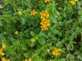 Lantana calippo flower texture, yellow flower plant