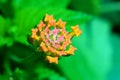 Lantana camara Royalty Free Stock Photo