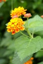 Lantana camara Royalty Free Stock Photo