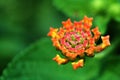 Lantana camara Royalty Free Stock Photo