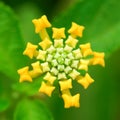 Lantana camara Royalty Free Stock Photo