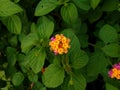 Lantana camara beautiful multiple color flower of garden