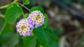 Lantana camara Beautiful small flowers tickberry and green leaves Royalty Free Stock Photo